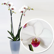 Orchide Blanche + Cache pot Transparent